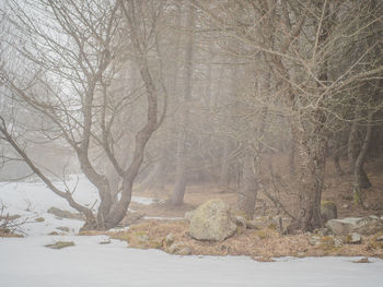 Bare trees on snow covered land