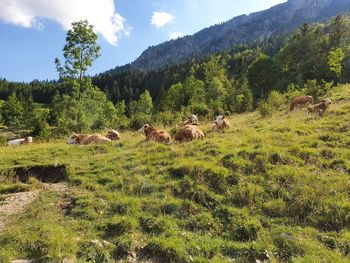 View of sheep on grassy field