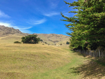 Trees on field against blue sky