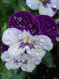 Close-up of wet purple flower