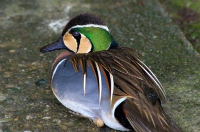Close up of a bird