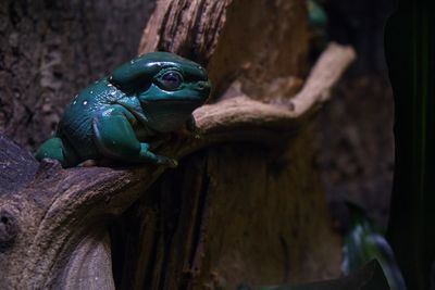 Close-up of frog on wood