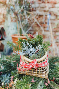 Diy natural christmas decoration outdoor. pine branch in straw basket