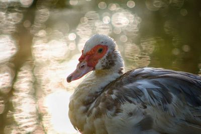 Close-up of duck swimming in lake