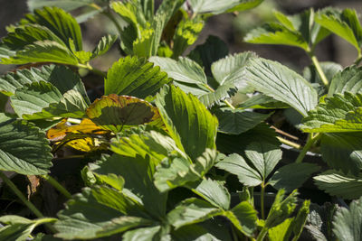 Close-up of fresh green plants