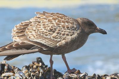 Close-up of bird against sea