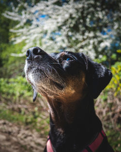 Close-up of dog looking away