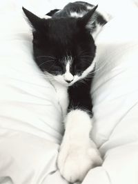 Close-up of cat sleeping on bed