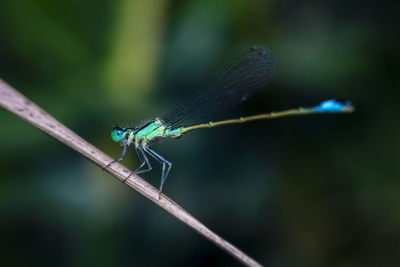 Close-up of dragonfly on plant