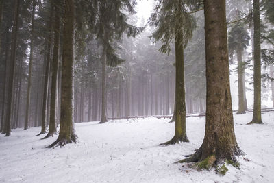 Trees in snow covered forest
