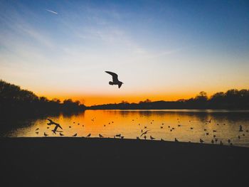 Silhouette bird flying over lake against sky during sunset