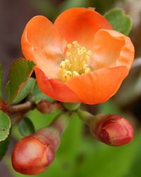 Close-up of red flowers