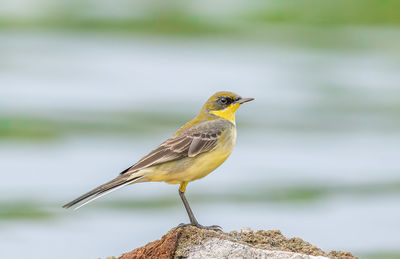 Western yellow wagtail standing on ground n 