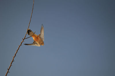 Low angle view of bird hanging against clear sky