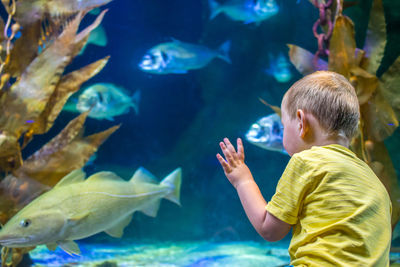 Rear view of boy looking at fishes in tank at aquarium