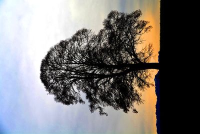 Silhouette tree against sky during sunset