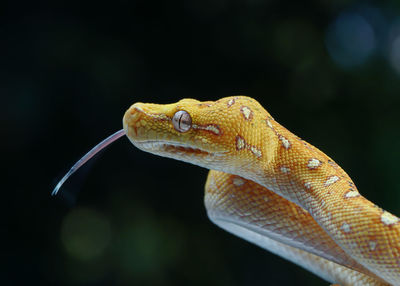 Close-up of snake