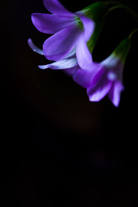 Close-up of purple flowering plant against black background