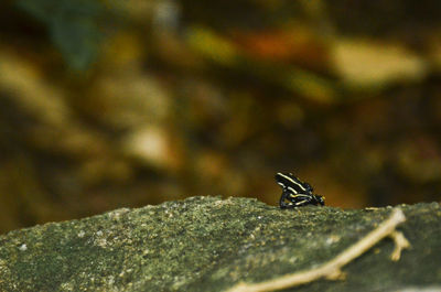 Close-up of insect on rock