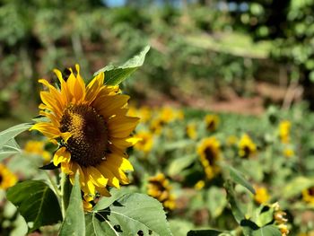 Close-up of yellow flowering plant