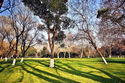 Trees in park