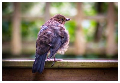 Close-up of bird perching outdoors