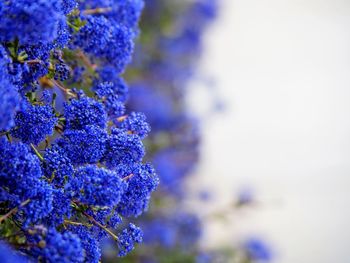 Close-up of purple flower