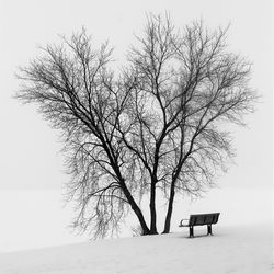 Bare tree against a white sky during winter with a bench