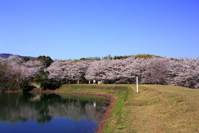 Cherry blossoms at kameike park