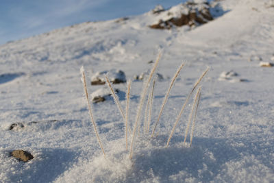 Close-up of frozen plants on field