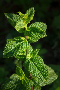 Close-up of fresh green mint  leaves on plant