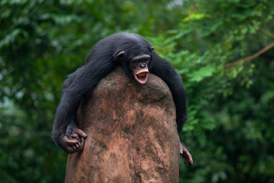 Chimpanzee on rock in forest