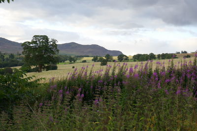 Scenic view of flowering plants on land against sky