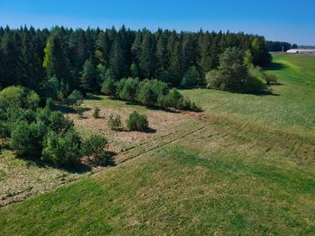 Scenic view of pine trees on field against sky