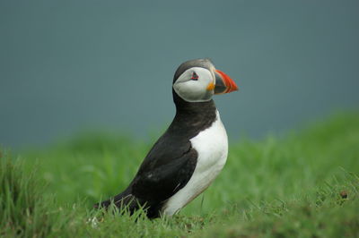 Close-up of a puffin on grassy field