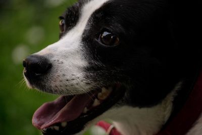 Close-up of dog looking away