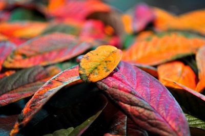 Close-up of orange leaves