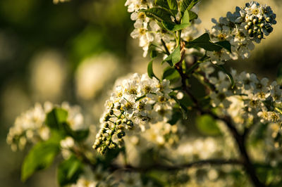 Close-up of white flowering plant