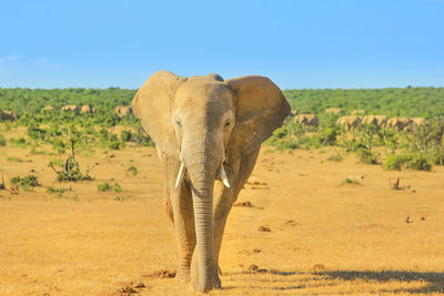 Elephant in a field