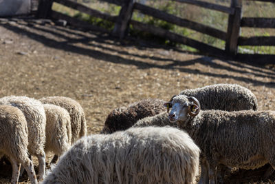 The sheep peacefully graze in the pen. a lot of beautiful lambs. the rays of the sun illuminate.