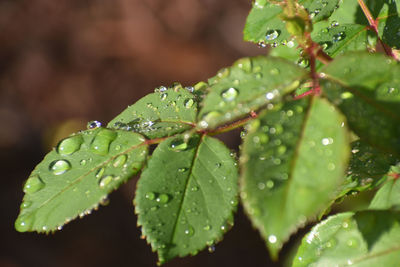 Close-up of wet plant leaves during rainy season