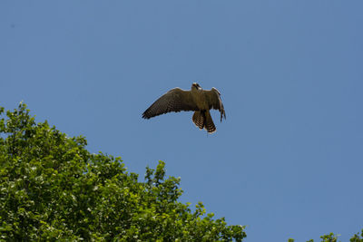 Low angle view of eagle flying in sky