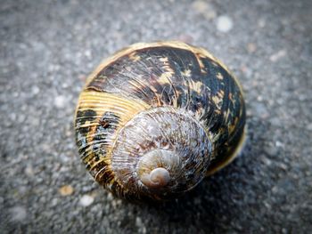 Close-up of snail