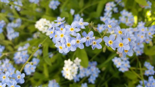 Forget-me-nots