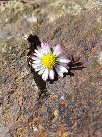 High angle view of purple flower blooming