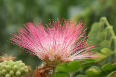 Close-up of pink flower