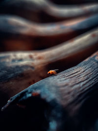 Close-up of ladybug on wood