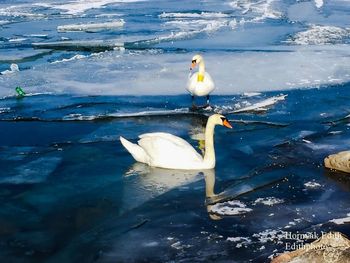 Close-up of swan perching on water