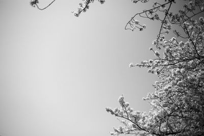 Low angle view of tree against sky