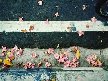 High angle view of autumn leaves on street